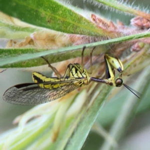 Spaminta minjerribae at Mount Ainslie to Black Mountain - 2 Jan 2024