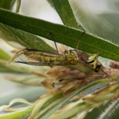 Spaminta minjerribae at Mount Ainslie to Black Mountain - 2 Jan 2024 05:21 PM