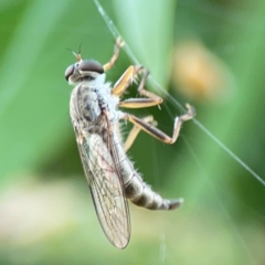 Asilidae (family) at Mount Ainslie to Black Mountain - 2 Jan 2024 by Hejor1