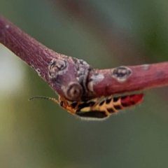 Carphurus sp. (genus) (Soft-winged flower beetle) at Commonwealth & Kings Parks - 2 Jan 2024 by Hejor1