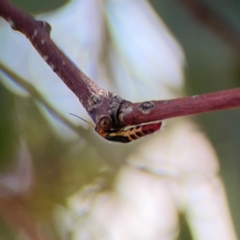 Carphurus sp. (genus) at Mount Ainslie to Black Mountain - 2 Jan 2024