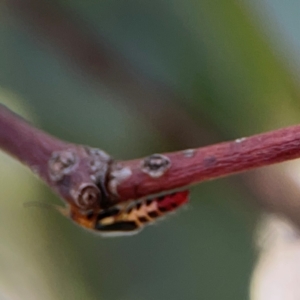 Carphurus sp. (genus) at Mount Ainslie to Black Mountain - 2 Jan 2024