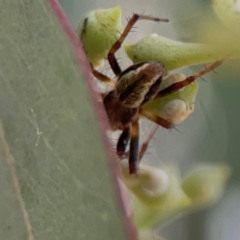 Salsa fuliginata (Sooty Orb-weaver) at Mount Ainslie to Black Mountain - 2 Jan 2024 by Hejor1