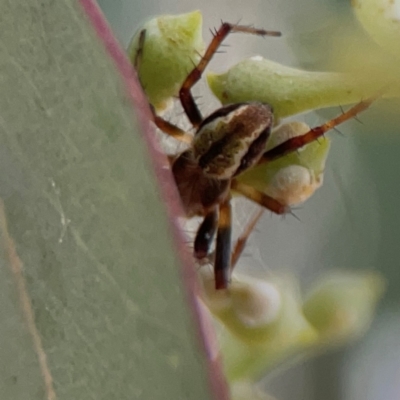 Salsa fuliginata (Sooty Orb-weaver) at Mount Ainslie to Black Mountain - 2 Jan 2024 by Hejor1