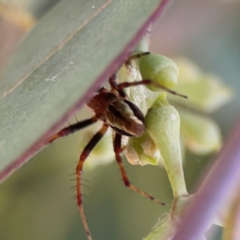 Salsa fuliginata at Mount Ainslie to Black Mountain - 2 Jan 2024