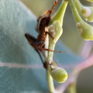 Salsa fuliginata at Mount Ainslie to Black Mountain - 2 Jan 2024