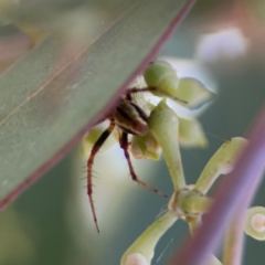 Salsa fuliginata at Mount Ainslie to Black Mountain - 2 Jan 2024