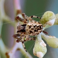 Araneus hamiltoni (Hamilton's Orb Weaver) at Commonwealth & Kings Parks - 2 Jan 2024 by Hejor1