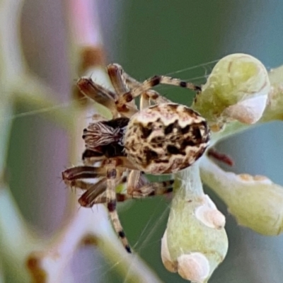 Araneus hamiltoni (Hamilton's Orb Weaver) at Mount Ainslie to Black Mountain - 2 Jan 2024 by Hejor1