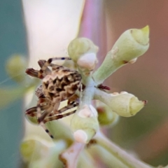 Araneus hamiltoni at Mount Ainslie to Black Mountain - 2 Jan 2024