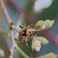 Araneus hamiltoni at Mount Ainslie to Black Mountain - 2 Jan 2024