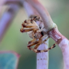 Araneus hamiltoni at Mount Ainslie to Black Mountain - 2 Jan 2024