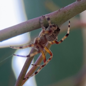 Araneus hamiltoni at Mount Ainslie to Black Mountain - 2 Jan 2024