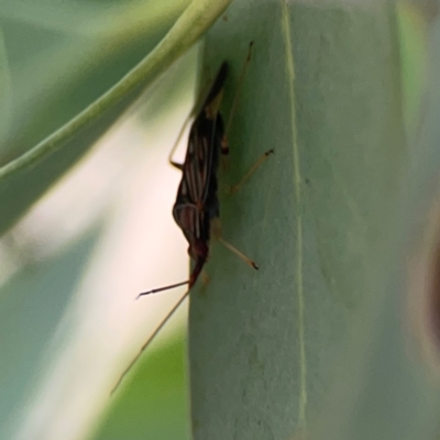 Pentatomidae (family) (Shield or Stink bug) at Mount Ainslie to Black Mountain - 2 Jan 2024 by Hejor1