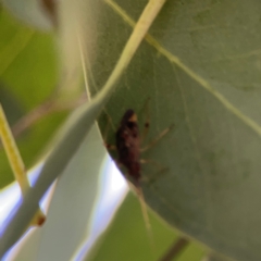 Pentatomidae (family) at Mount Ainslie to Black Mountain - 2 Jan 2024