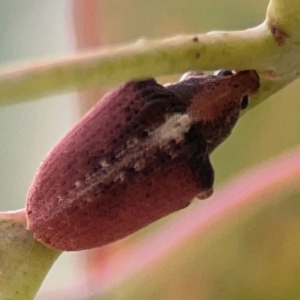 Gonipterus suturalis at Mount Ainslie to Black Mountain - 2 Jan 2024