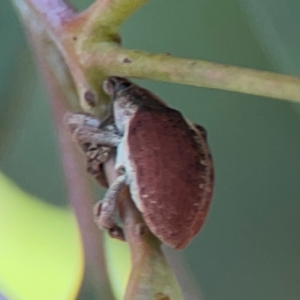 Gonipterus suturalis at Mount Ainslie to Black Mountain - 2 Jan 2024