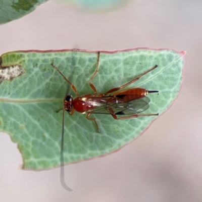 Ichneumonidae (family) at Parkes, ACT - 2 Jan 2024 by Hejor1