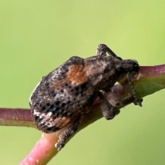 Oxyops fasciatus (A weevil) at Mount Ainslie to Black Mountain - 2 Jan 2024 by Hejor1