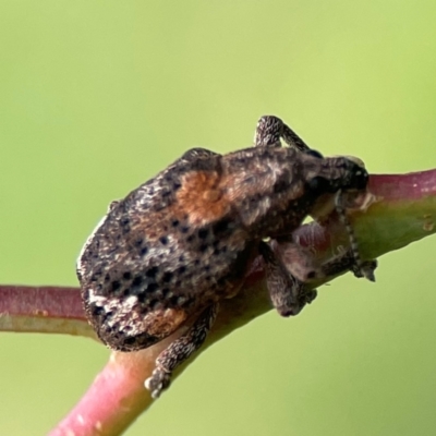 Oxyops fasciatus (A weevil) at Mount Ainslie to Black Mountain - 2 Jan 2024 by Hejor1