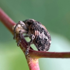 Oxyops fasciatus at Mount Ainslie to Black Mountain - 2 Jan 2024