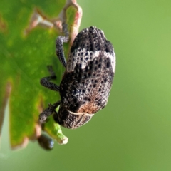 Oxyops fasciatus at Mount Ainslie to Black Mountain - 2 Jan 2024