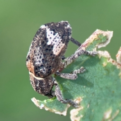 Oxyops fasciatus at Mount Ainslie to Black Mountain - 2 Jan 2024