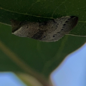 Mataeomera mesotaenia at Mount Ainslie to Black Mountain - 2 Jan 2024