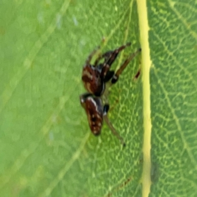 Opisthoncus sp. (genus) (Unidentified Opisthoncus jumping spider) at Commonwealth & Kings Parks - 2 Jan 2024 by Hejor1