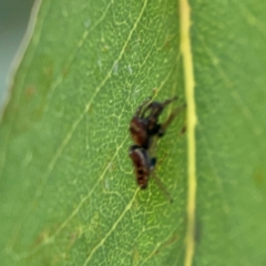 Opisthoncus sp. (genus) at Mount Ainslie to Black Mountain - 2 Jan 2024