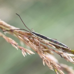 Mutusca brevicornis (A broad-headed bug) at Commonwealth & Kings Parks - 2 Jan 2024 by Hejor1