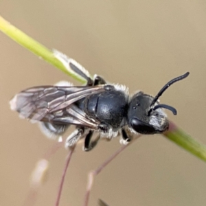 Lasioglossum (Chilalictus) lanarium at Mount Ainslie to Black Mountain - 2 Jan 2024