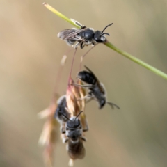 Lasioglossum (Chilalictus) lanarium at Mount Ainslie to Black Mountain - 2 Jan 2024