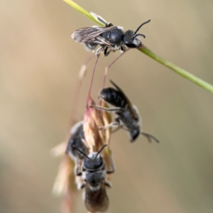 Lasioglossum (Chilalictus) lanarium at Mount Ainslie to Black Mountain - 2 Jan 2024