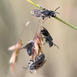 Lasioglossum (Chilalictus) lanarium at Mount Ainslie to Black Mountain - 2 Jan 2024