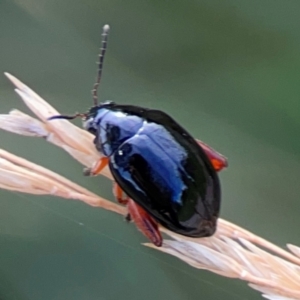 Arsipoda holomelaena at Mount Ainslie to Black Mountain - 2 Jan 2024