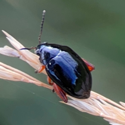 Arsipoda holomelaena (Red-legged flea beetle) at Mount Ainslie to Black Mountain - 2 Jan 2024 by Hejor1