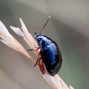 Arsipoda holomelaena at Mount Ainslie to Black Mountain - 2 Jan 2024