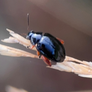 Arsipoda holomelaena at Mount Ainslie to Black Mountain - 2 Jan 2024