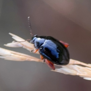 Arsipoda holomelaena at Mount Ainslie to Black Mountain - 2 Jan 2024