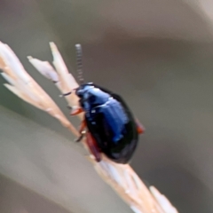 Arsipoda holomelaena at Mount Ainslie to Black Mountain - 2 Jan 2024