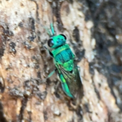 Primeuchroeus sp. (genus) (Cuckoo Wasp) at Mount Ainslie to Black Mountain - 2 Jan 2024 by Hejor1