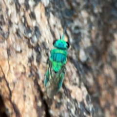 Primeuchroeus sp. (genus) at Mount Ainslie to Black Mountain - 2 Jan 2024 05:55 PM