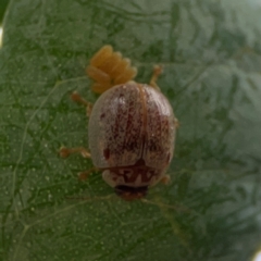 Paropsisterna m-fuscum at Mount Ainslie to Black Mountain - 2 Jan 2024