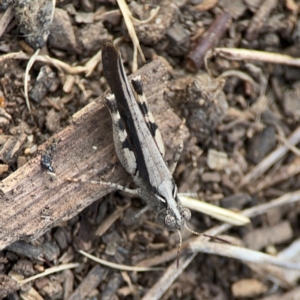 Austroicetes sp. (genus) at Mount Ainslie to Black Mountain - 2 Jan 2024