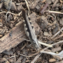Austroicetes sp. (genus) at Mount Ainslie to Black Mountain - 2 Jan 2024 06:04 PM