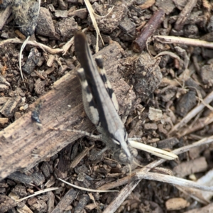 Austroicetes sp. (genus) at Mount Ainslie to Black Mountain - 2 Jan 2024