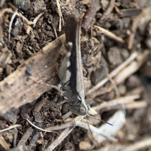 Austroicetes sp. (genus) at Mount Ainslie to Black Mountain - 2 Jan 2024