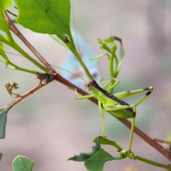 Tettigoniidae (family) (Unidentified katydid) at Mount Ainslie to Black Mountain - 2 Jan 2024 by Hejor1