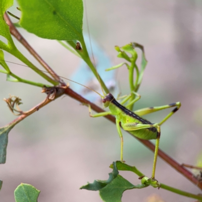 Conocephalomima barameda at Mount Ainslie to Black Mountain - 2 Jan 2024 by Hejor1